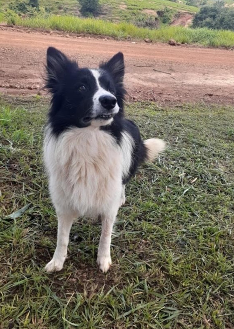 DESAPARECEU: Cachorro some de fazenda e donos estão desesperados à procura dele