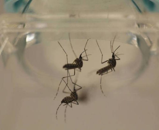 Promessas do governo contra a zika atrasam