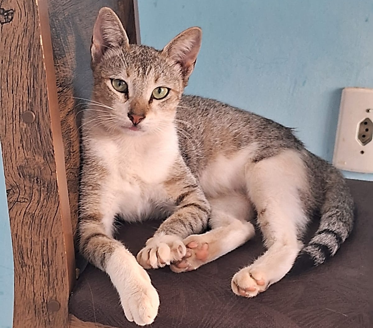 MIAU: Tutores oferecem recompensa para quem devolver gato ‘Bibi’