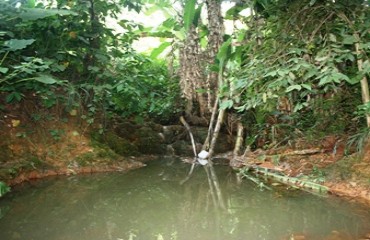 DEGRADAÇÃO AMBIENTAL – Peixes de igarapé da zona Sul morrem após despejo de resíduos tóxicos de frigorífico – Fotos