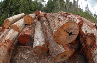 Ministro do meio ambiente autoriza leilão de madeira apreendidas em RO e destina dinheiro arrecadado para o 