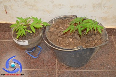 JI-PARANÁ – Menor é apreendido com 6 pés de maconha