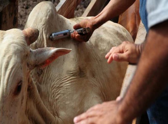 Prazo para vacinação contra febre aftosa termina na próxima terça-feira 