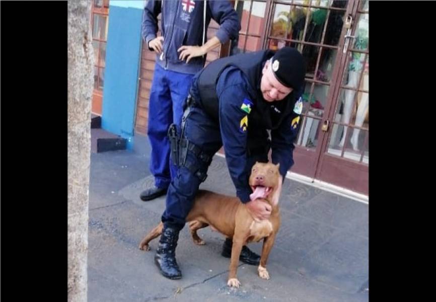 SEM USAR ARMA: Sargento da PM consegue dominar pit bull que assustava pessoas