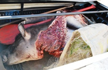 Suspeitos de serem caçadores são detidos com cabeça de Anta na carroceria de camionete