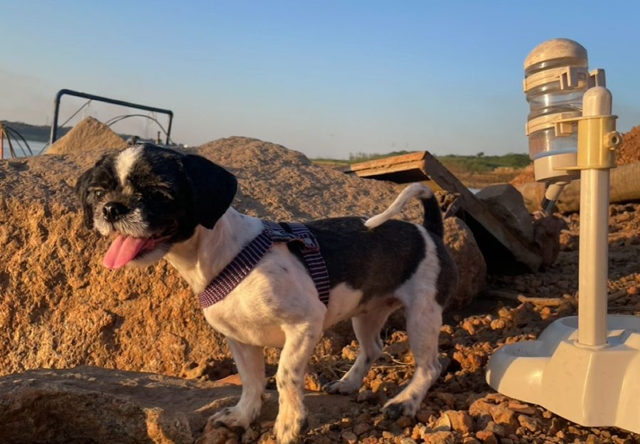 PROCURA-SE: Família procura por shih-tzu desaparecida no bairro Ulisses Guimarães 