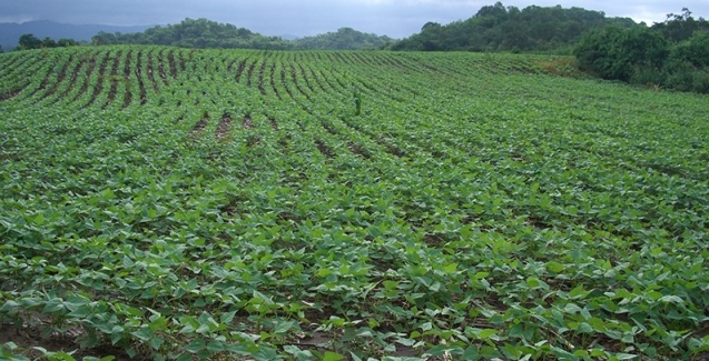 Área plantada de feijão sobe 1,1% de fevereiro para março