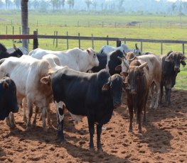 CAMPANHA: Domingo inicia a vacinação contra febre aftosa em RO 