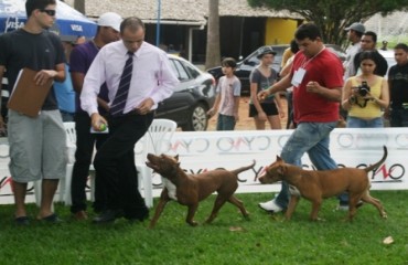 Mesmo com chuva exposição Pan americana de Cães de Raça foi um sucesso no Tênis Clube 