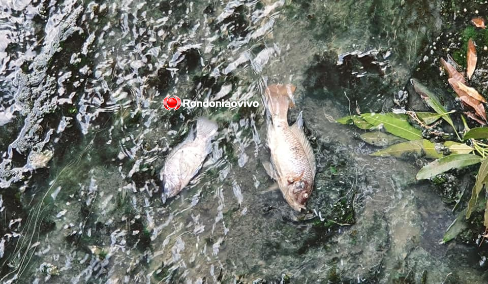 TRISTEZA: Mortandade de peixes é registrada em canal ao lado do shopping