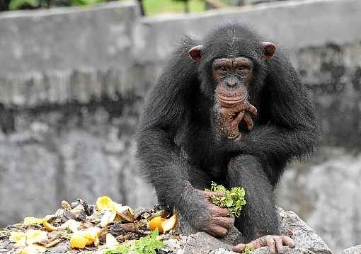 Chimpanzés conseguem analisar pensamento de seres humanos, diz estudo