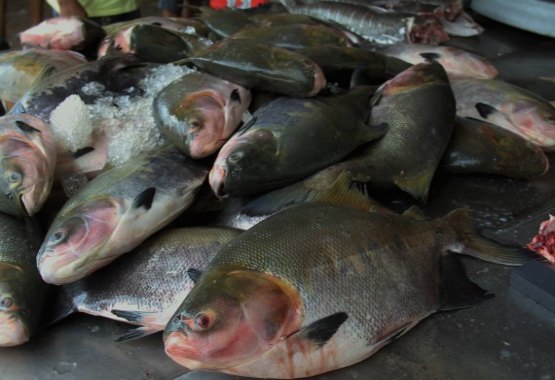 Peixe fortalece nutrição nas escolas em Rondônia