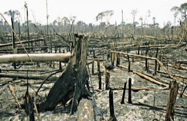 “Fantástico” destaca devastação causada por cidade na reserva ambiental de Bom Futuro – Confira vídeo