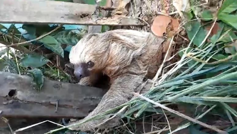 SILVESTRE: Preguiça é achada em bairro e moradores exigem que seja feito o resgate