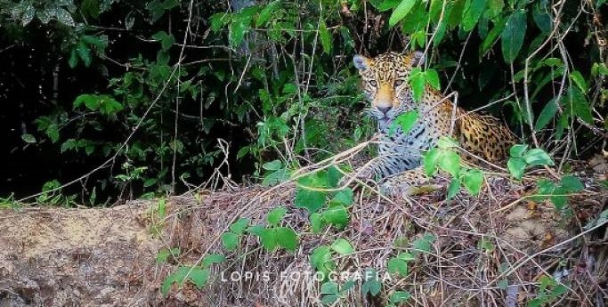 BELEZAS DE RONDÔNIA: Turista consegue fotografar onça pintada em área protegida