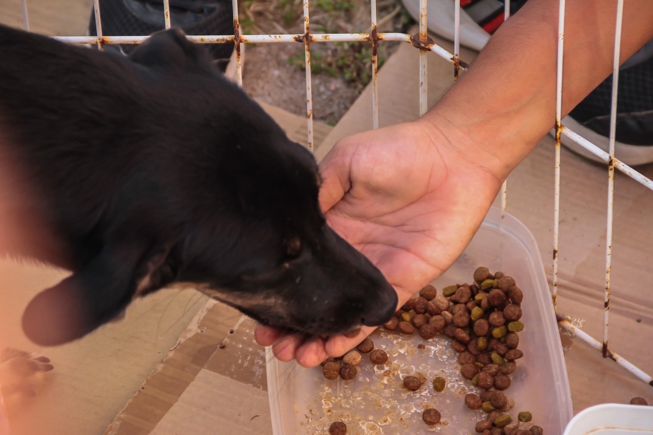 SOLIDARIEDADE: ONG abre cadastro para distribuir rações a entidades que cuidam de animais em RO