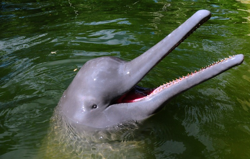 AUMENTA A PESCARIA: Tecnologia simples ajuda pescadores da Amazônia a conviver com botos