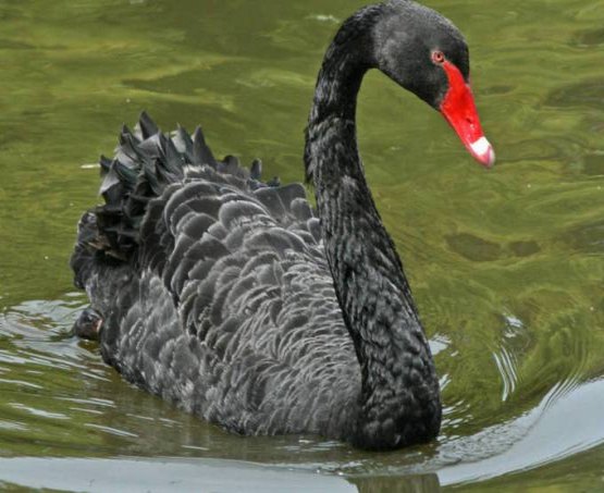 Incerteza política vira maior “cisne negro” da economia mundial