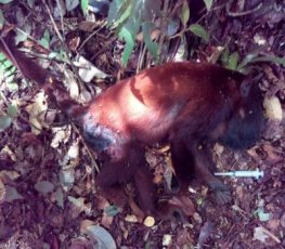 FEBRE AMARELA - Primeiro caso em macaco é confirmada no estado