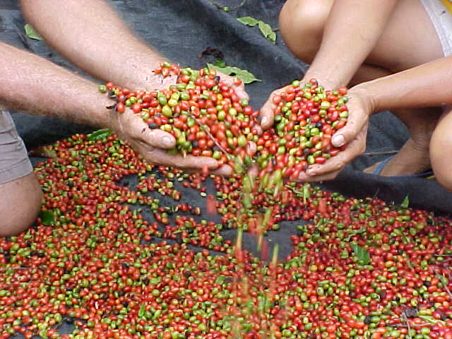 CAFEICULTURA: Cresce a produtividade do café robusta em Rondônia