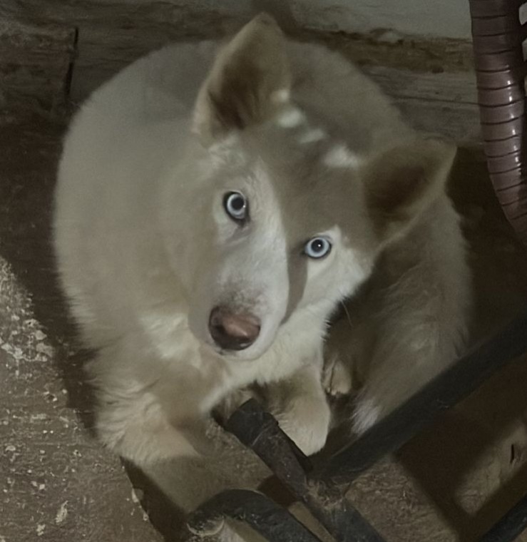 ‘ZEUS’: Husky fujão desaparece no bairro São Francisco; tutor pede ajuda para encontrá-lo 