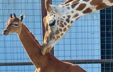 RARIDADE: Girafa sem manchas nasce em zoológico e pode ser única no mundo