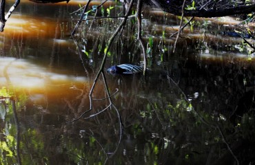 Corpo de Idoso é encontrado boiando em baixo da ponte do Rio Candeias - Fotos