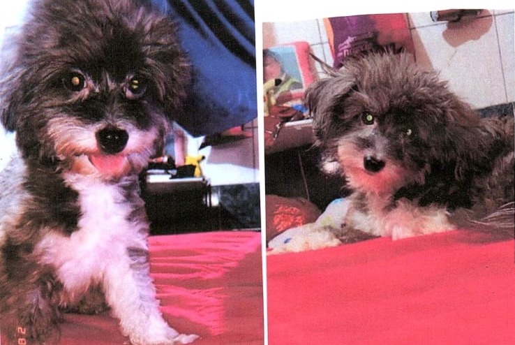 AU AU: Procurado ‘John John’ desaparecido no bairro JK; tutor oferece recompensa