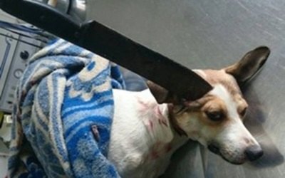 Cachorro é encontrado com facão cravado na cabeça