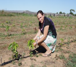 Pequenos produtores do Sul do estado investem na plantação de café clonal