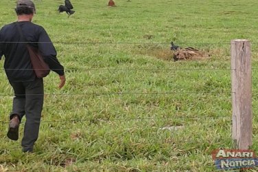 Indivíduos matam gado e furtam partes nobres da carne