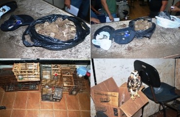 Polícia prende trio por tráfico de drogas e descobre cativeiro clandestino de animais silvestres