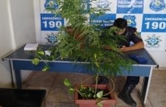 PM apreende plantas de maconha 