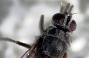 MOSCA DO CHIFRE - Técnica de diagnóstico por DNA é importada dos Estados Unidos