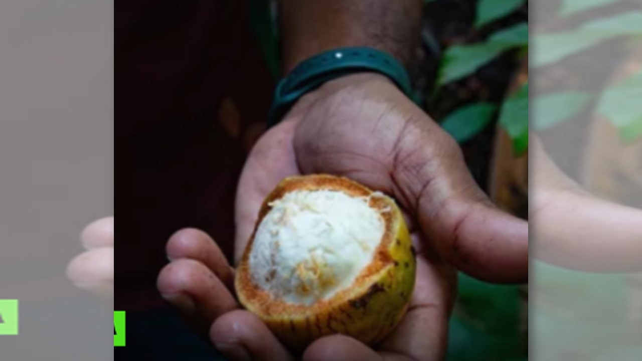 BACURI: Conheça a fruta que é um tesouro ameaçado na Amazônia 