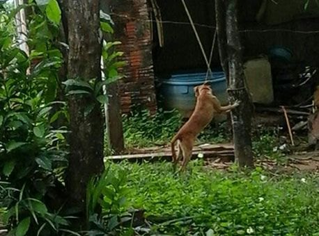 ACREAOVIVO - Homem é preso após agredir e estuprar cachorro em sua residência 