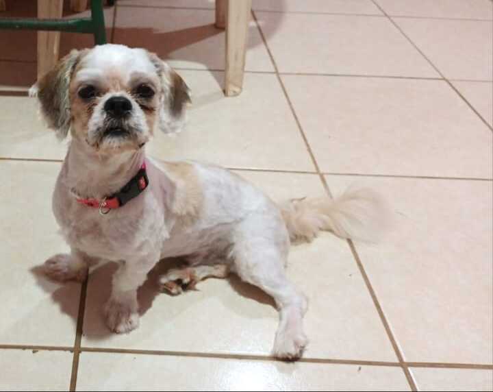 PROCURA-SE: Shih-tzu 'Lila' desaparecida na zona Leste de Porto Velho