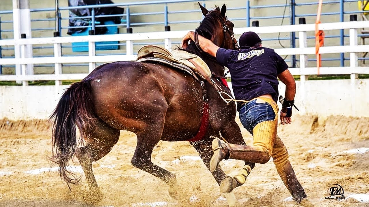 PROTEÇÃO: Lei estabelece bem-estar animal em atividades esportivas e culturais