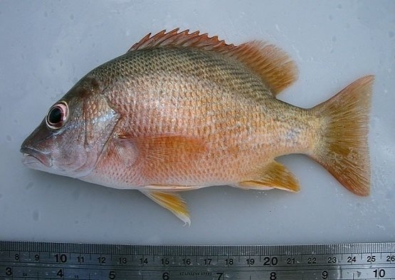 TFR1 mantém validade de lista de peixes ameaçados de extinção