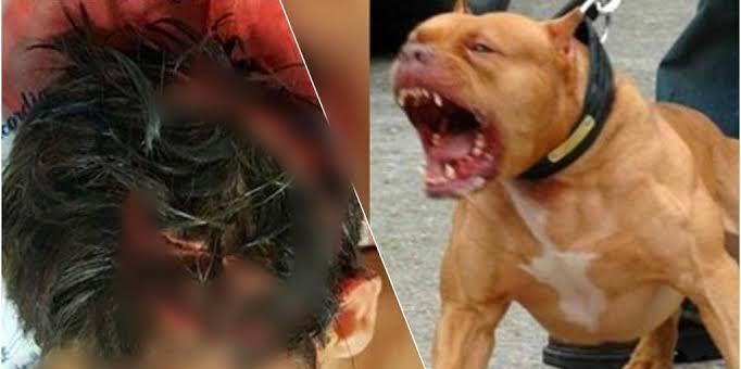 ESCAPOU DA MORTE: Ladrão é hospitalizado após invadir residência e ser atacado por pitbull