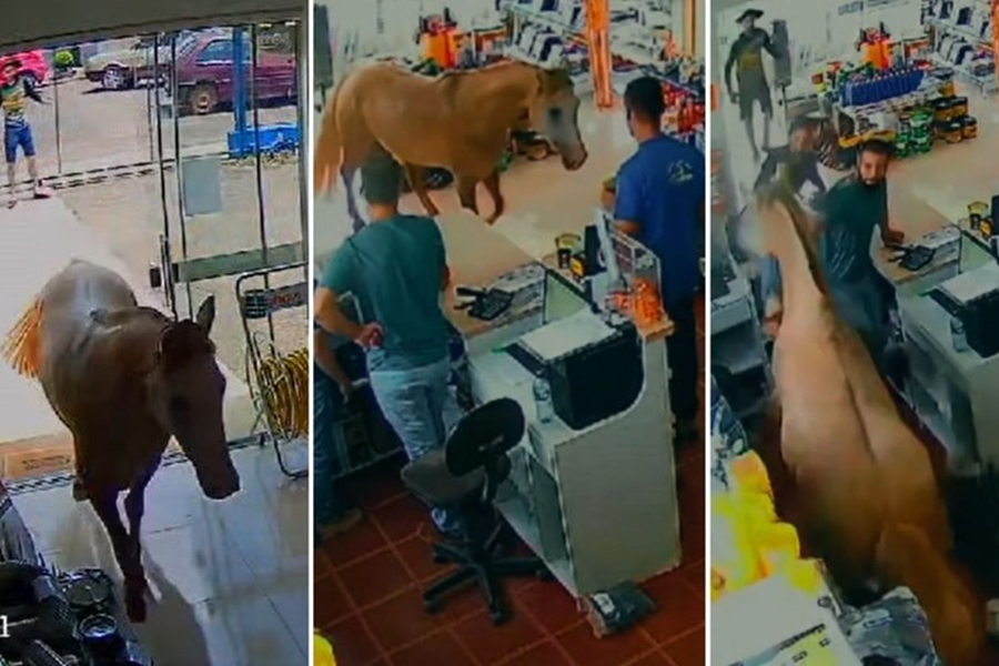 VÍDEO: Cavalo invade loja, fere funcionários e quebra produtos; veja 