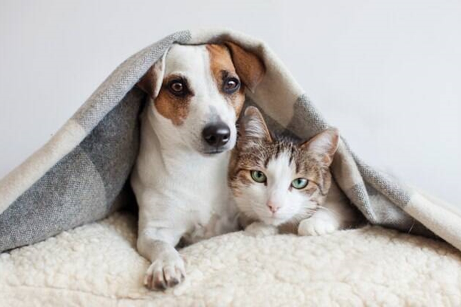 DICAS: Cuidados com o pets devem ser redobrados com clima frio