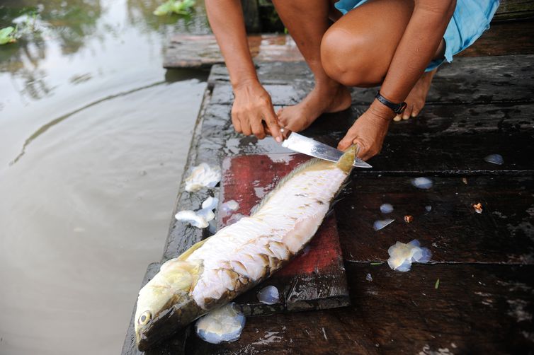 PESCADO: Pesquisa indica peixes que podem ser consumidos por brasileiros