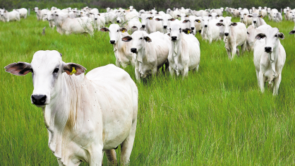 Carne bovina entra na mira dos “Impostos sobre o pecado”