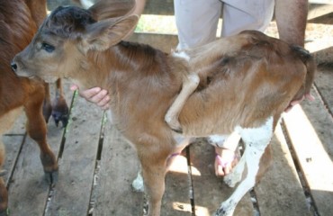 JARU - Bezerro nasce com cinco patas – Fotos