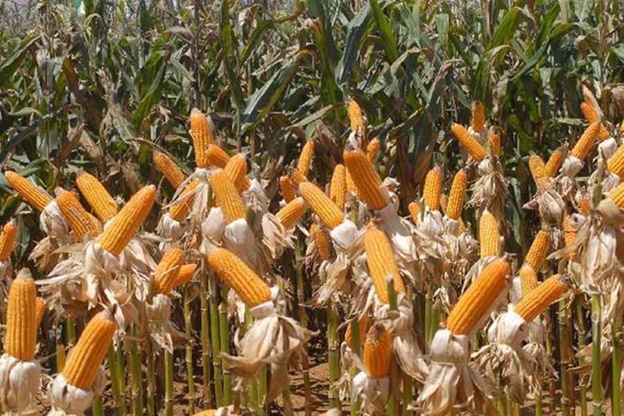 AGRICULTURA: Rondônia tem maior estimativa de crescimento na produção de grãos na região Norte