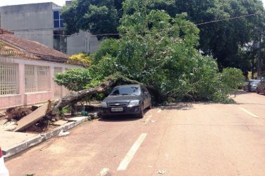 Árvore cai, paralisa trânsito e mobiliza funcionários da prefeitura no centro da Capital - FOTOS