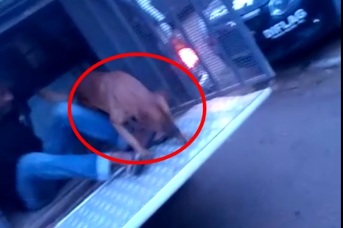 MELHOR AMIGO DO HOMEM: Cão entra em viatura da PM para acompanhar dono preso; vídeo