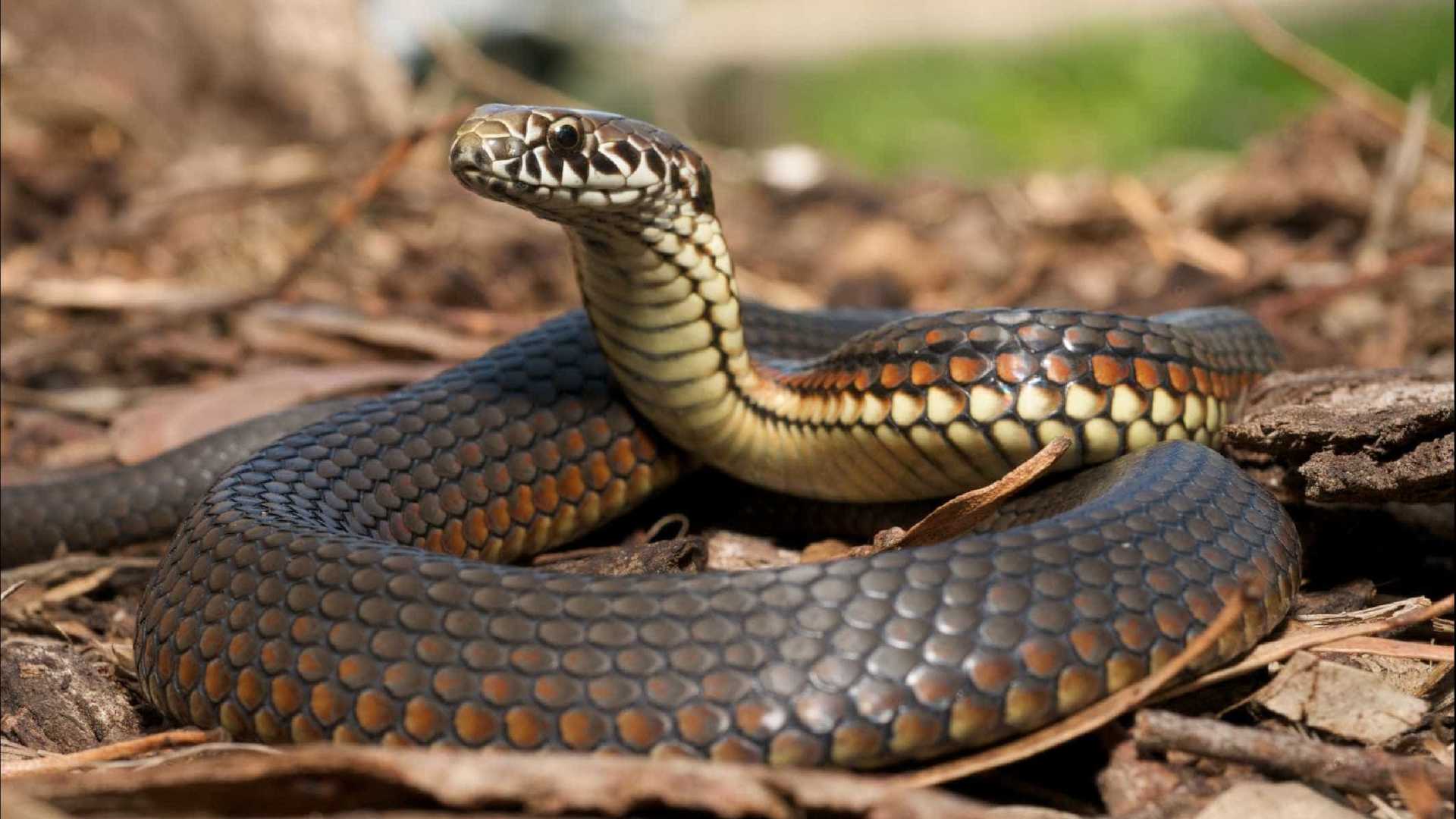 60 pessoas são envenenadas ao comer vaca morta por uma cobra