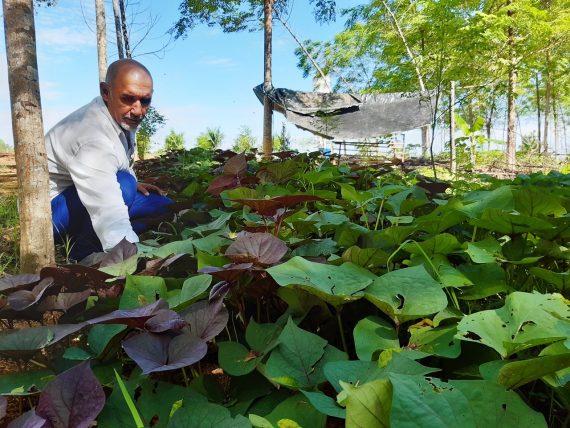 RONDÔNIA RURAL SHOW:  Sistema Agroflorestal é alternativa ao agricultor na diversificação produtiva